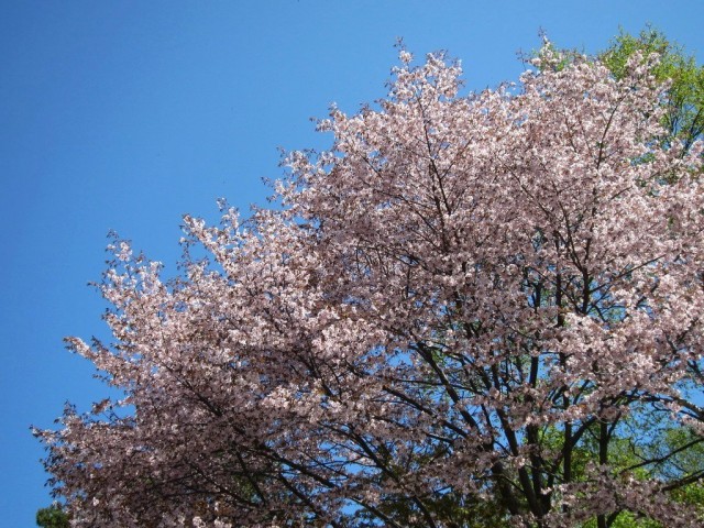 Вишня сахалинская (Cerasus sachalinensis)