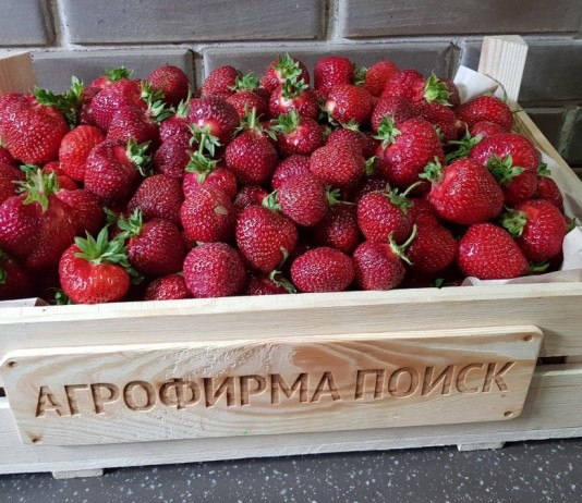 Земляничное лето. Лучшие новинки сезона - Ягодник В настоящее время благодаря российским и зарубежным селекционерам создано более 2000 сортов крупноплодной земляники садовой