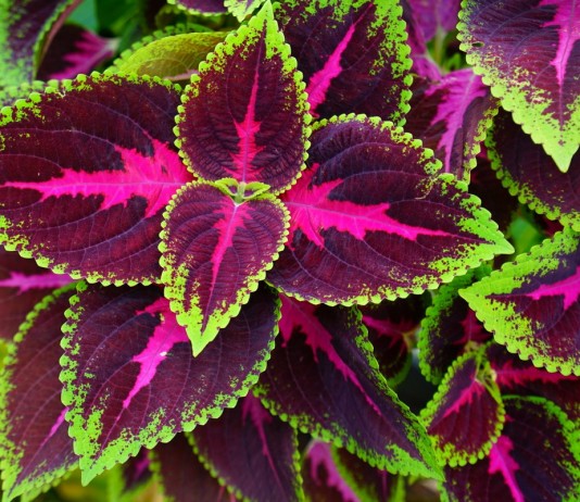 Возвращение комнатных колеусов, или Новая жизнь декоративной крапивки - Комнатные растения Возвращение комнатных колеусов, или Новая жизнь декоративной крапивки