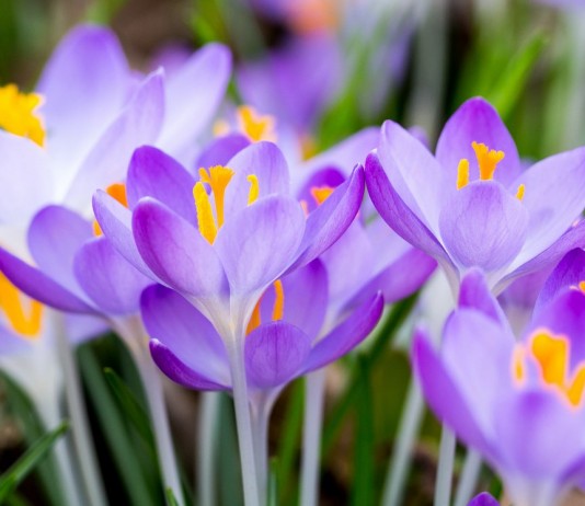 Ботанические крокусы — самые ранние и желанные