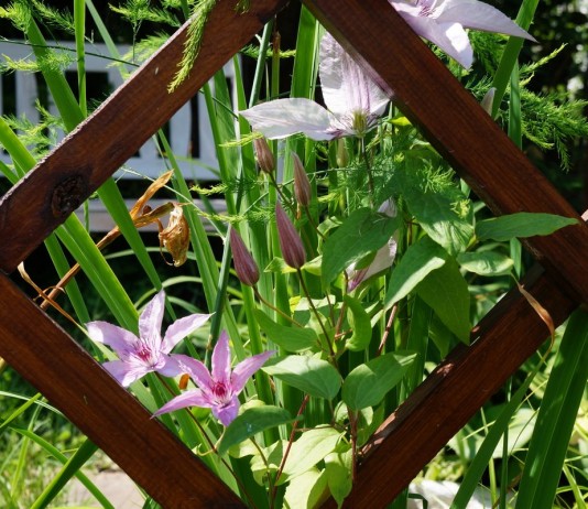 Многофункциональная опора для растений, или Как эффектно спрятаться от соседей?