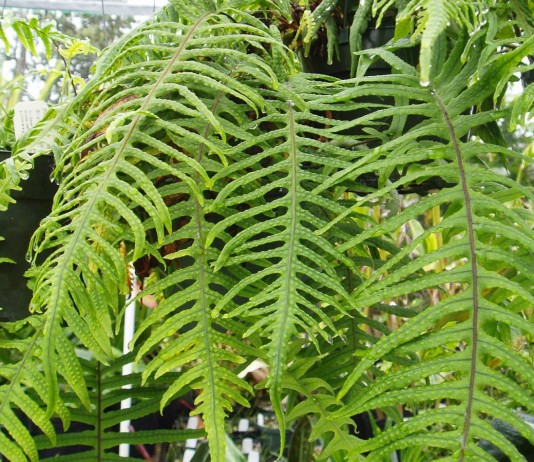 Полиподиум — комнатный папоротник с непростым характером