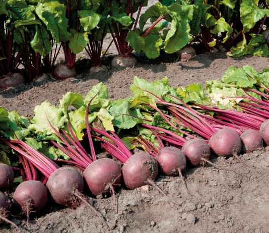 На вкус и цвет лучше свёклы нет! - Агрофирма «Поиск» Свёкла богата бетаином – органическим веществом, играющим важную роль в обмене веществ