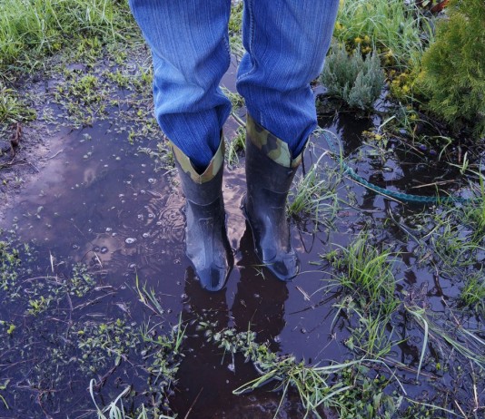 Весеннее затопление участка — как спасти растения?