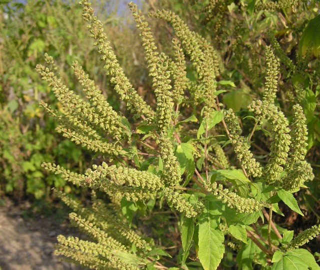 Амброзия (Ambrosia) Амброзия (Ambrosia)