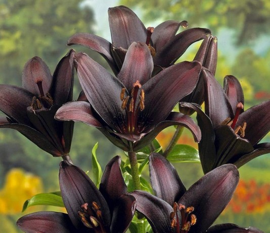 11 самых красивых черных цветов, или Немного мистики в саду - Цветы многолетние 11 самых красивых черных цветов, или Немного мистики в саду