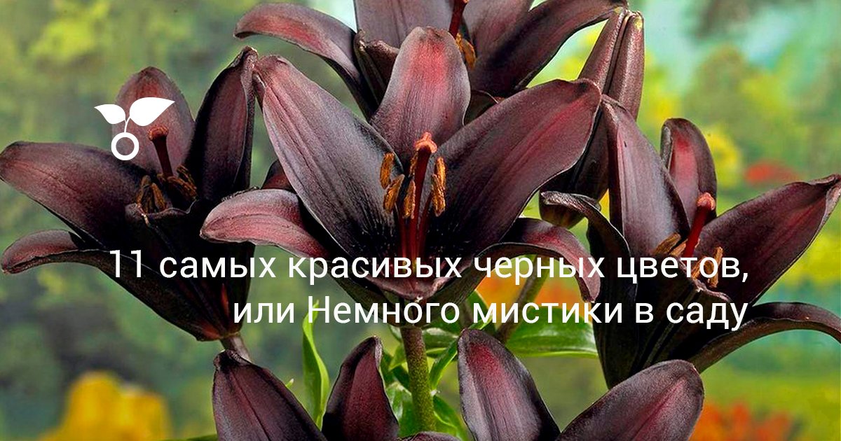 11 самых красивых черных цветов, или Немного мистики в саду