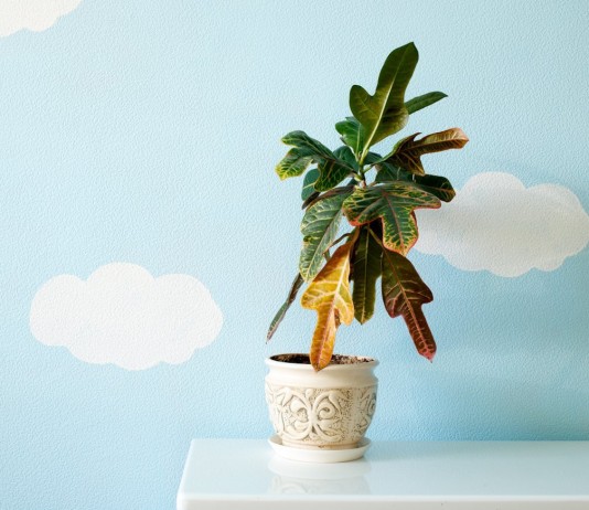 25 проблем комнатных растений, которые можно определить по листьям - Комнатные растения 25 проблем комнатных растений, которые можно определить по листьям