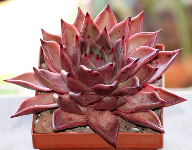 Эхеверия (Echeveria) Эхеверия (Echeveria)
