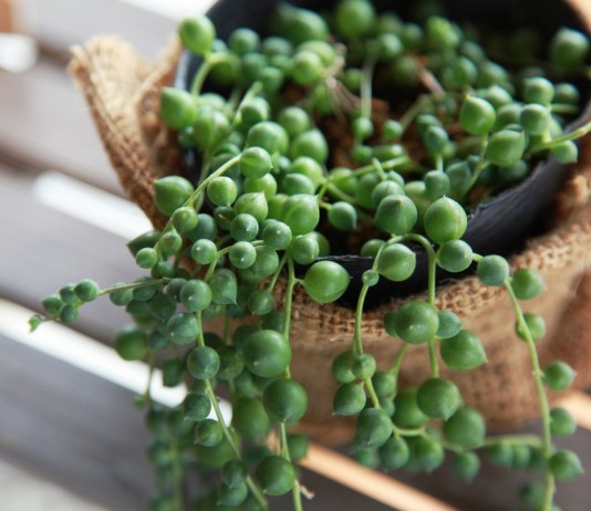 5 очень необычных суккулентов