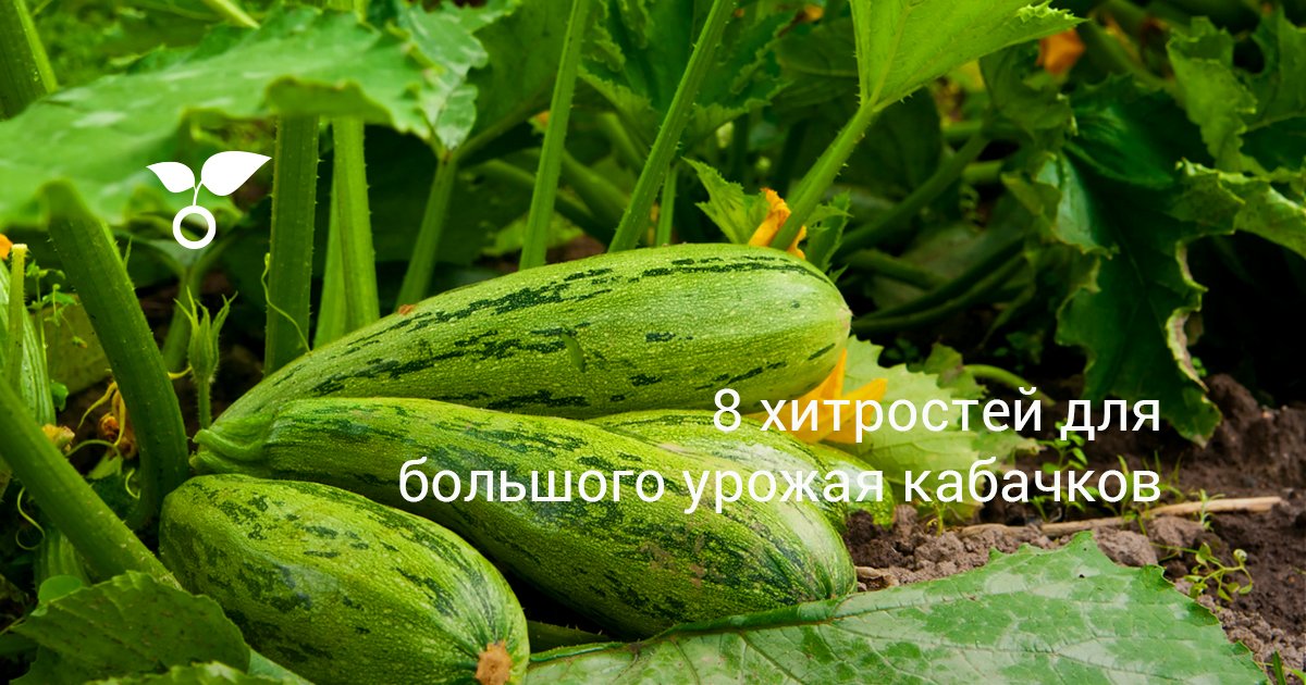 8 хитростей для большого урожая кабачков