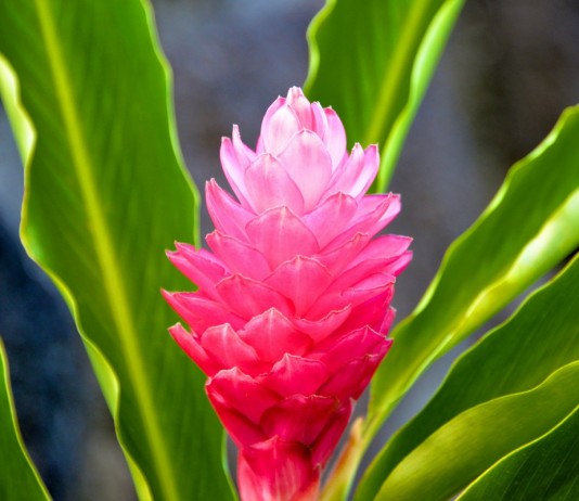 Альпиния — яркая листва и великолепные соцветия - Комнатные растения Альпиния — яркая листва и великолепные соцветия