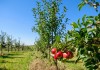 Формирующая обрезка яблони — от саженца до взрослого дерева
