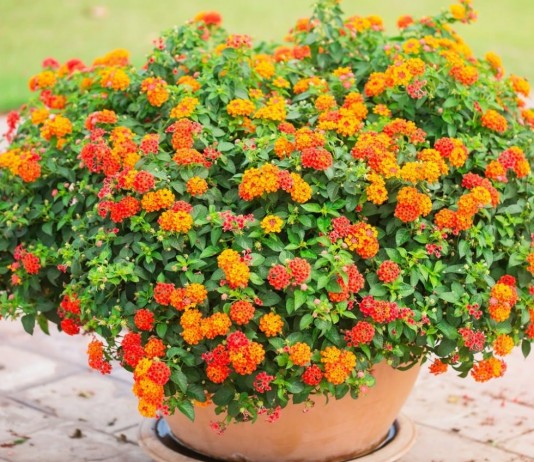 Комнатная лантана камара — красочный кустарник - Редкие и необычные Комнатная лантана камара — красочный кустарник
