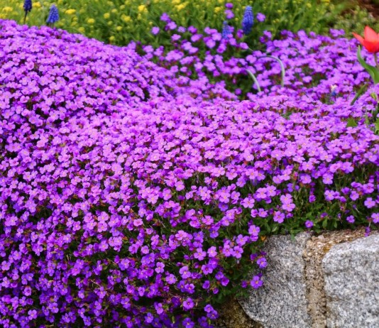 Обриета — яркая и пышная на песчаных грунтах - Цветы многолетние Обриета — яркая и пышная на песчаных грунтах