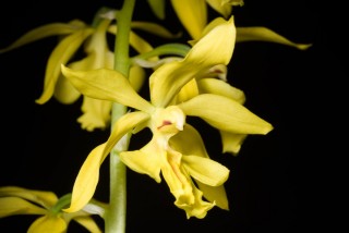 Каланта стриата (Calanthe striata)