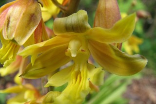 Каланта Зибольда (Calanthe sieboldii)