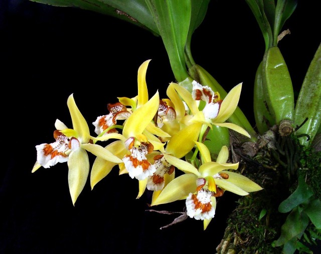 Целогина крапчатая (Coelogyne lentiginosa)