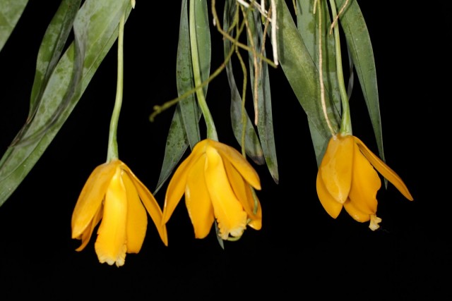 Эухиле цитрусовая (Euchile citrina)