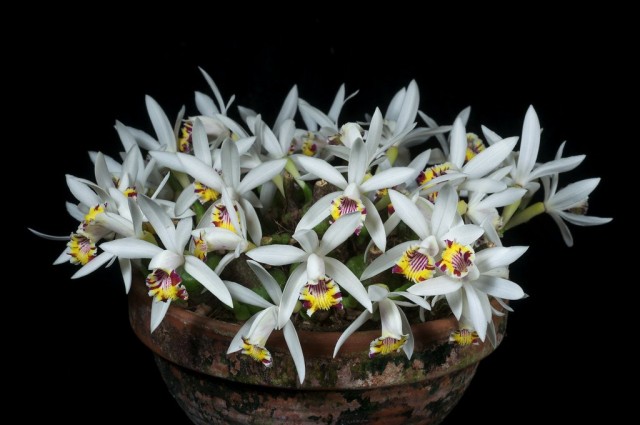 Плейоне пятнистая (Pleione maculata)