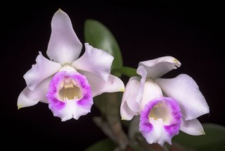 Каттлея алаори (Cattleya alaorii)