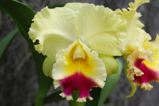 Брассолелиокаттлея (Brassolealiocattleya)