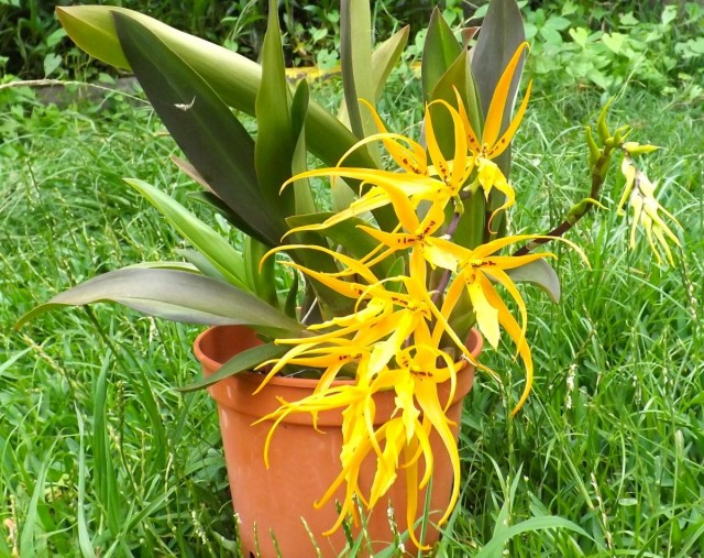 Брассия мивада (Brassia mivada)