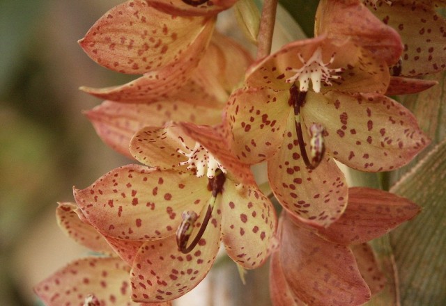 Цикнохес бартирум (Cycnoches barthiorum)