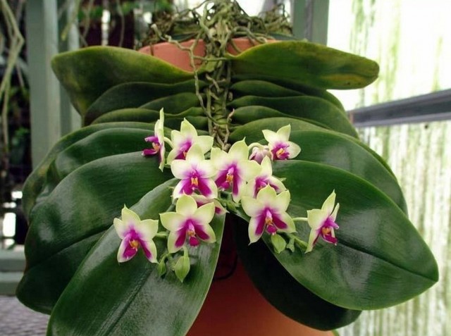 Фаленопсис беллина (Phalenopsys bellina)