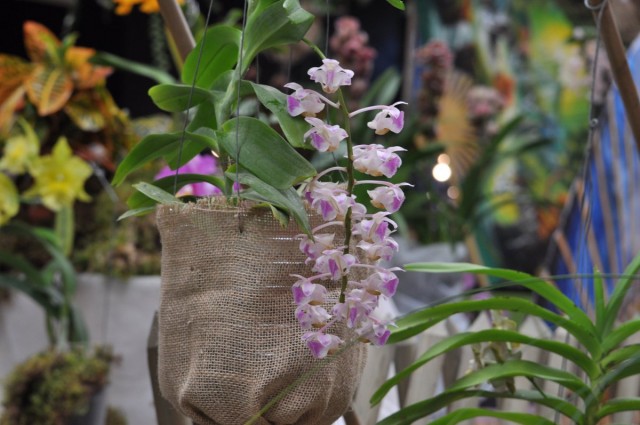 Аэридес (Aerides)