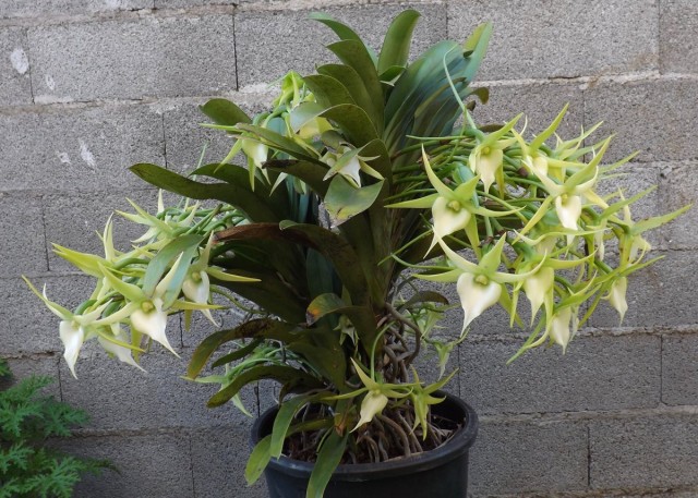 Ангрекум (Angraecum)