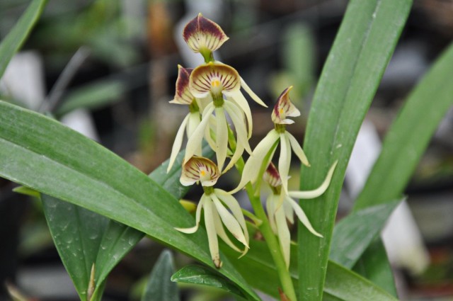 Простекея (Prosthechea cochleata)