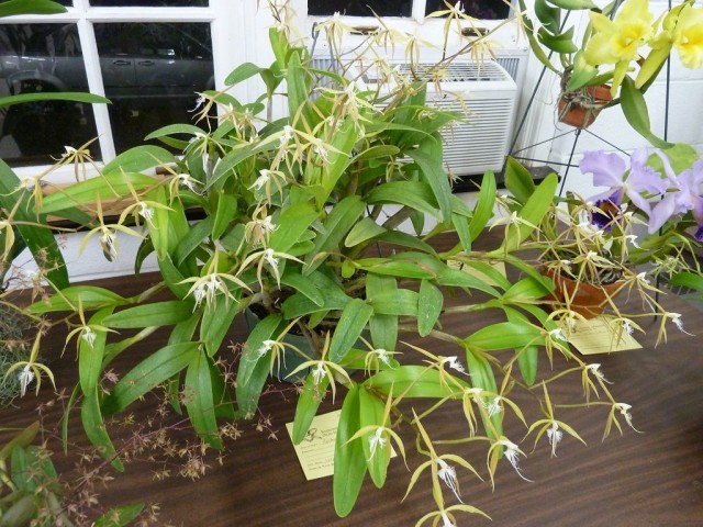 Эпидендрум реснитчатый (Epidendrum ciliare)