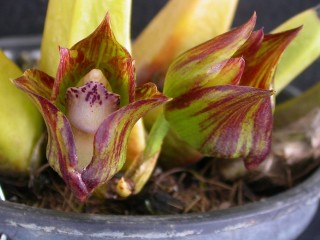 Бифренария (Bifrenaria tetagona)