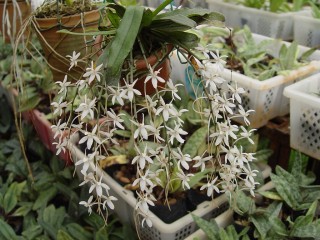 Эрангис (Aerangis)