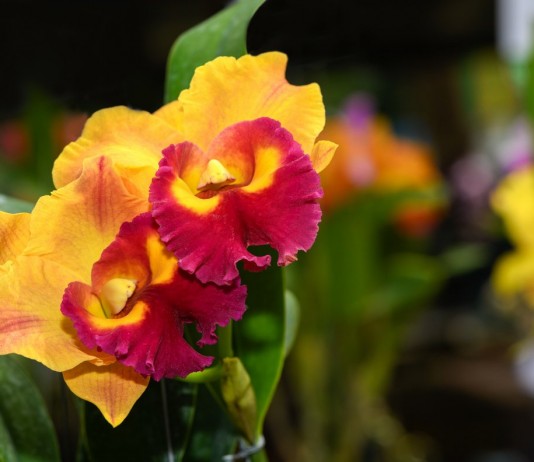 Орхидеи с ароматами фруктов и изысканных духов - Редкие и необычные Орхидеи с ароматами фруктов и изысканных духов. Потинара (Potinara)