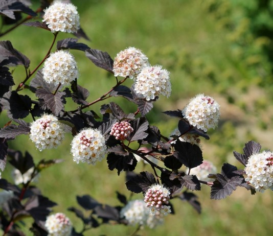 Пузыреплодник калинолистный — яркий и быстрорастущий - Цветник и ландшафт Пузыреплодник калинолистный — яркий и быстрорастущий