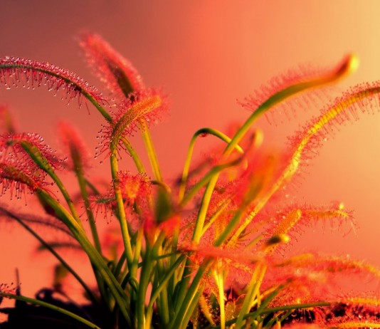 Росянка — оригинальное комнатное растение-хищник - Редкие и необычные Росянка — оригинальное комнатное растение-хищник