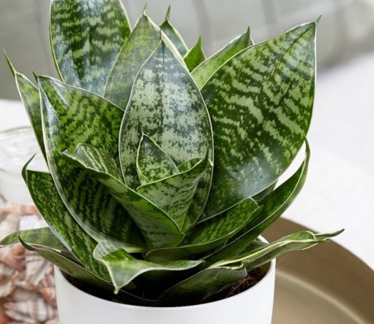 Сансевиерия Хана — простит любые промахи ухода