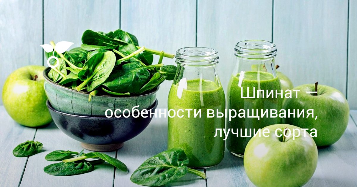 Шпинат — особенности выращивания, лучшие сорта
