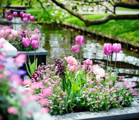 Весна в саду, или Самые яркие растения мая - Цветник и ландшафт Весна в саду, или Самые яркие растения мая