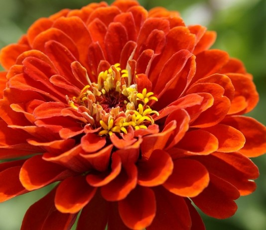 Цинния - лучшие разновидности и особенности выращивания