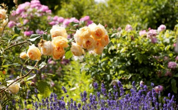10 цветов, которые наполнят сад неповторимыми ароматами