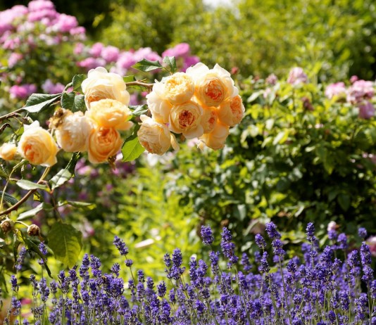 10 цветов, которые наполнят сад неповторимыми ароматами - Цветы многолетние 10 цветов, которые наполнят сад неповторимыми ароматами