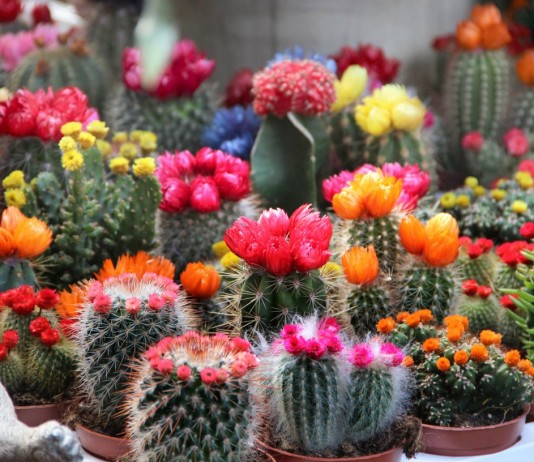 20 комнатных кактусов и суккулентов с поразительно красивым цветением