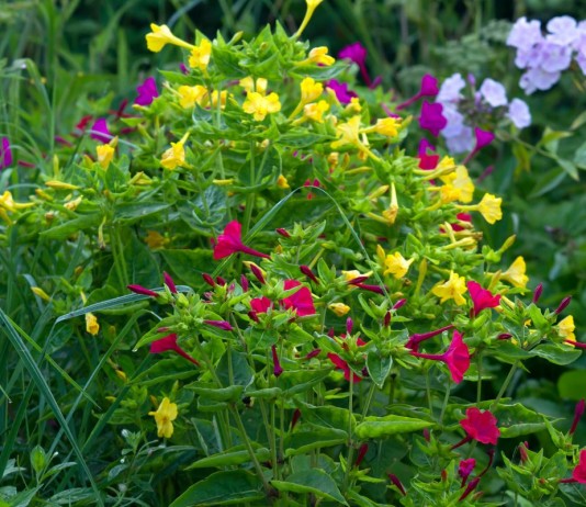 5 летников, которые ароматны вечером и ночью