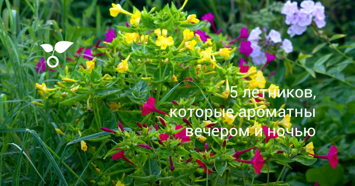 5 летников, которые ароматны вечером и ночью