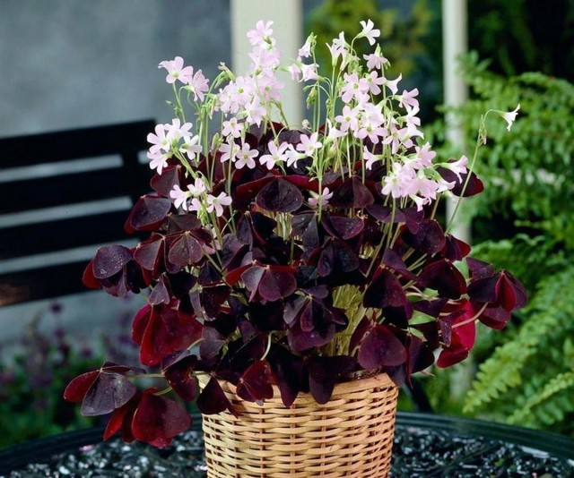 Оксалис (Oxalis) 