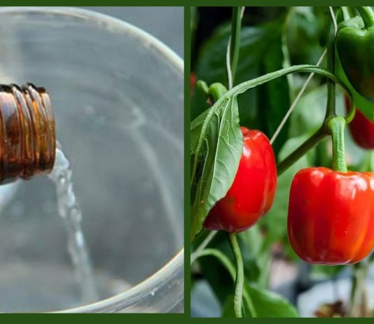 7 аптечных средств от болезней и вредителей растений - Особенности ухода 7 аптечных средств от болезней и вредителей растений