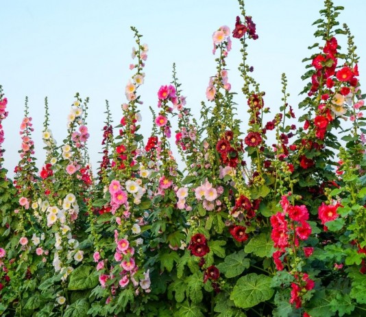 Как бороться с ржавчиной на цветах и декоративных деревьях